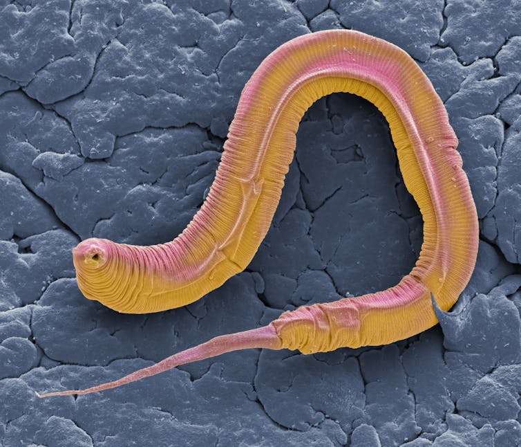 orange and pink worm