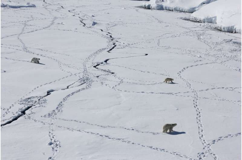 Paws of polar bears sustaining ice-related injuries in a warming Arctic