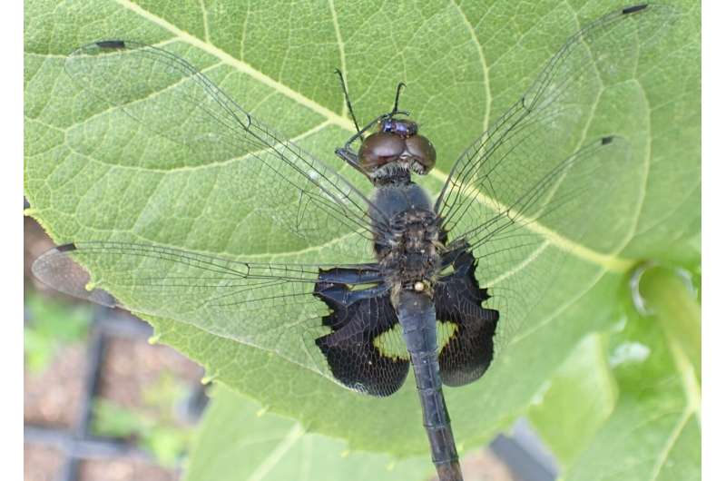 Hot dragonfly summer: species with darker wings have evolved to withstand heat and attract partners