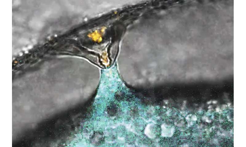 Scientists show how sperm and egg come together like a key in a lock