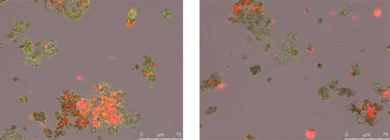 Microbes attacked with poison gas in battle for iron in the Earth's early oceans