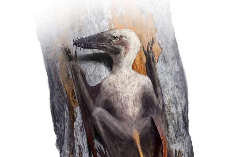 Pterosaurs needed feet on the ground to become giants