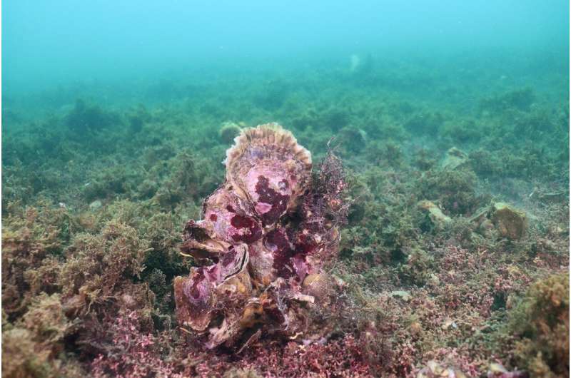 Oyster reefs once thrived along Europe's coasts – now they're gone