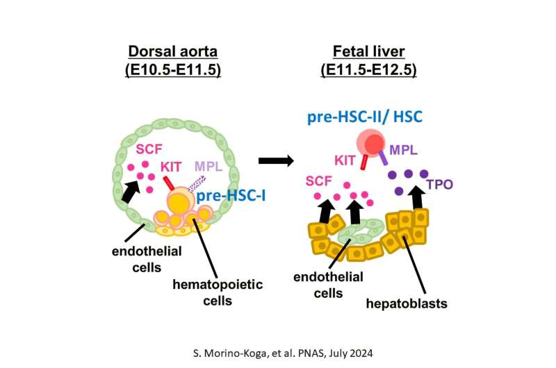 Kumamoto University scientists achieve successful reproduction of hematopoietic stem cell developmental process in an in vitro culture system