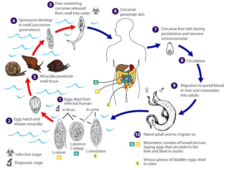 Diagram of schistosomiasis infection cycle