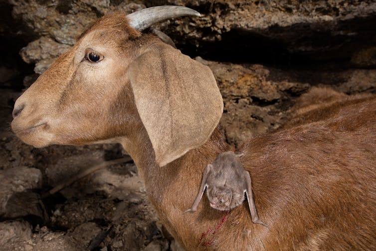 a bat hangs on the neck of an unbothered goat