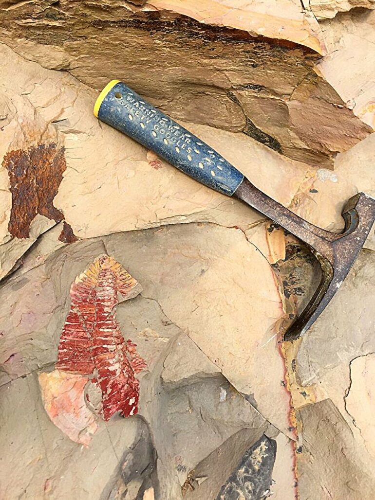 A remarkable fossil assemblage gets a new interpretation