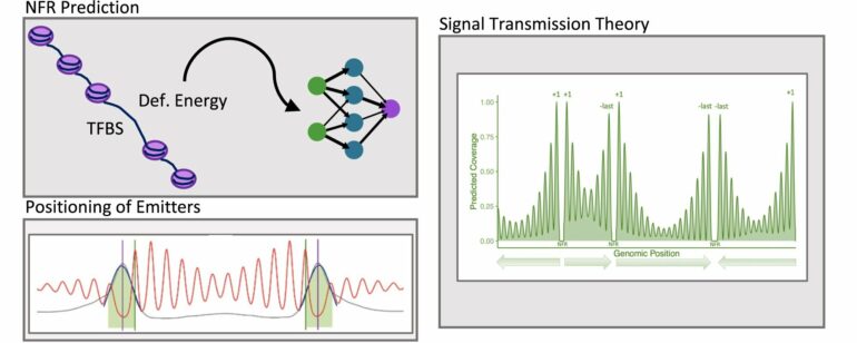 Advanced model predicts gene architecture via nucleosome position