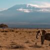 Africa's famous Serengeti and Maasai Mara are being hit by climate ...