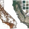 AI empowers iNaturalist to map California plants with ...