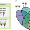 Algae-jellyfish relationship provides insight on immune health