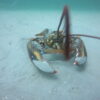 American lobster population and habitat preferences shifting ...