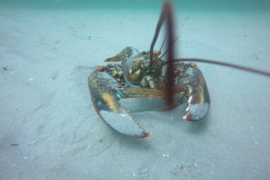 American lobster population and habitat preferences shifting ...