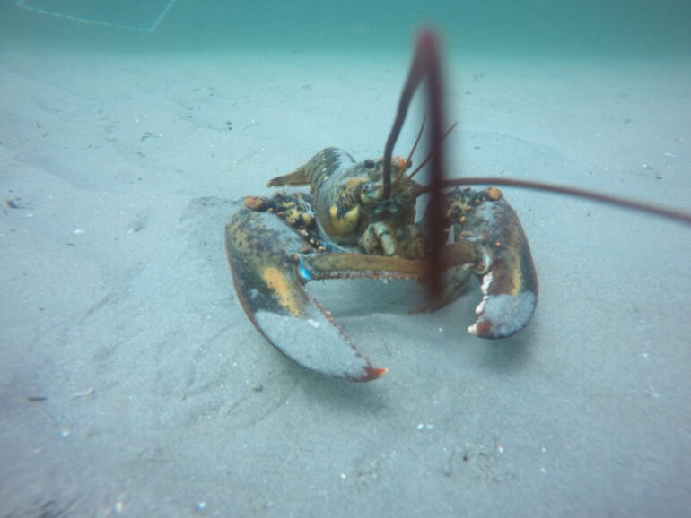 American lobster population and habitat preferences shifting ...