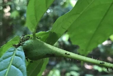 Ant–plant symbiosis study finds climate change may be ...