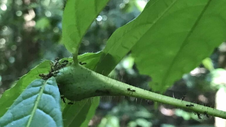 Ant–plant symbiosis study finds climate change may be ...