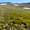 Antarctic 'greening' at dramatic rate, satellite data show