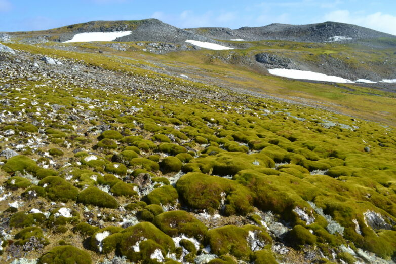 Antarctic 'greening' at dramatic rate, satellite data show