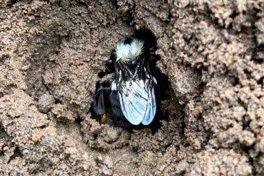 Bumblebee queens choose to hibernate in pesticide-contaminated ...