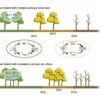 Canopy structure regulates autumn phenology by mediating ...