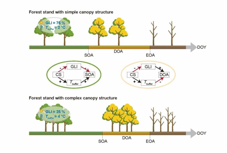 Canopy structure regulates autumn phenology by mediating ...