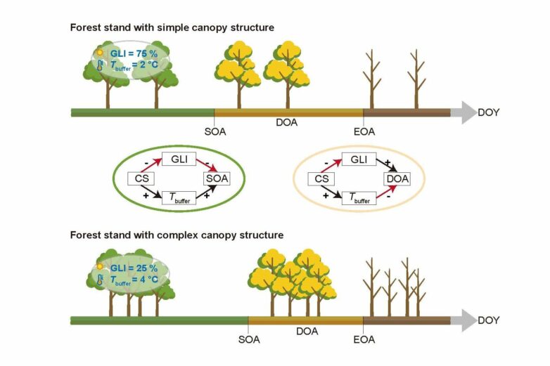 Canopy structure regulates autumn phenology by mediating ...