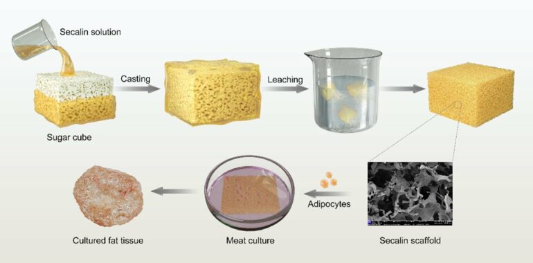 Cellular agriculture research manages to culture pork fat tissue ...