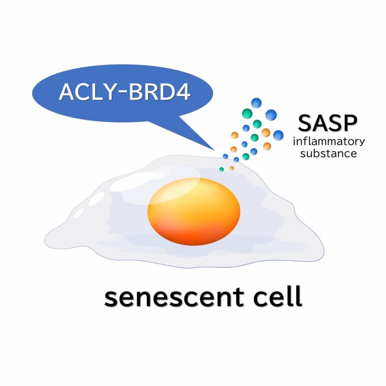 Cellular senescence research identifies key enzyme to promote ...