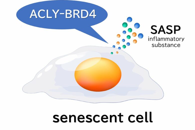 Cellular senescence research identifies key enzyme to promote ...