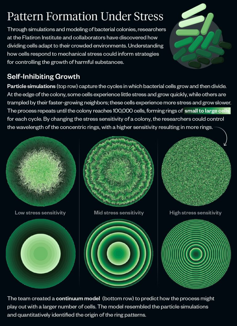 Claustrophobic cells slow their own growth, forming beautiful ...