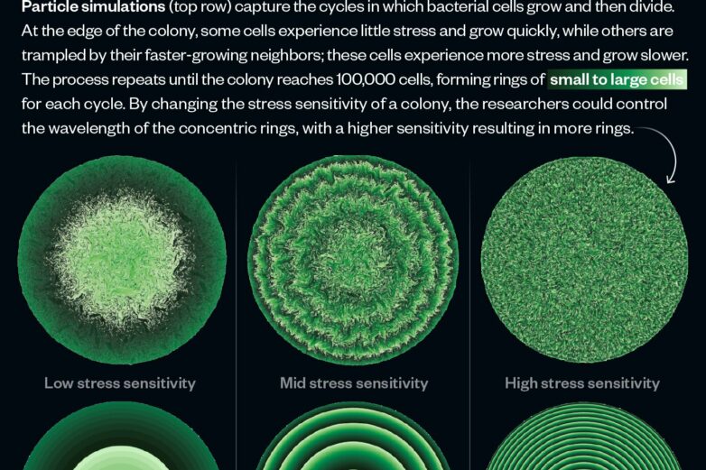 Claustrophobic cells slow their own growth, forming beautiful ...