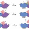 Deciphering the language of cells: How they sense and respond to ...