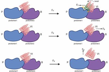 Deciphering the language of cells: How they sense and respond to ...