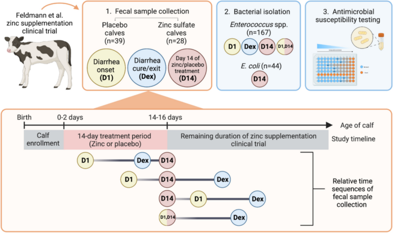 Impact of zinc supplementation on phenotypic antimicrobial ...