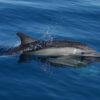 Dolphins sense military sonar at much lower levels than regulators ...