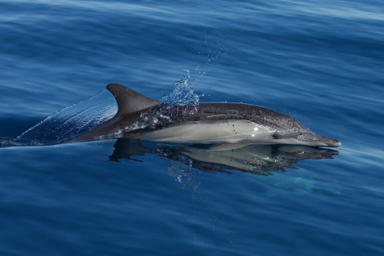 Dolphins sense military sonar at much lower levels than regulators ...