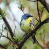 Drier winter habitat impacts songbirds' ability to survive migration