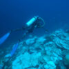 Eastern Pacific study highlights severe cold-water bleaching as an ...