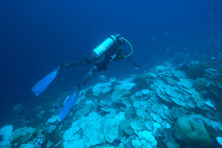 Eastern Pacific study highlights severe cold-water bleaching as an ...