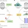 Electrochemical reactor could make direct air capture more energy ...