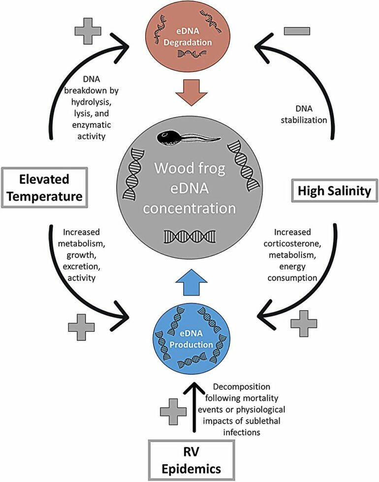 Environmental DNA and epidemics in wood frogs: Collaboration ...