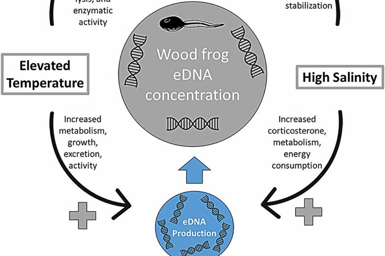 Environmental DNA and epidemics in wood frogs: Collaboration ...