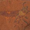 Extremely well-preserved fossil sawfly sheds new light on co ...