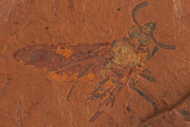 Extremely well-preserved fossil sawfly sheds new light on co ...