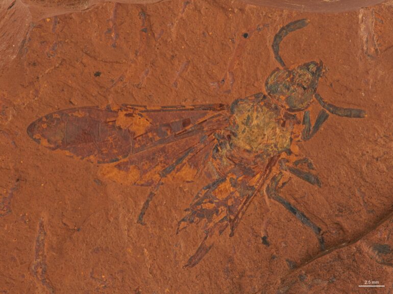 Extremely well-preserved fossil sawfly sheds new light on co ...