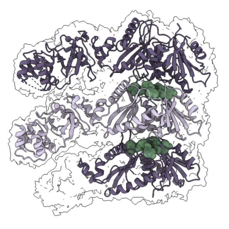 Filament structure found to activate and regulate CRISPR-Cas ...