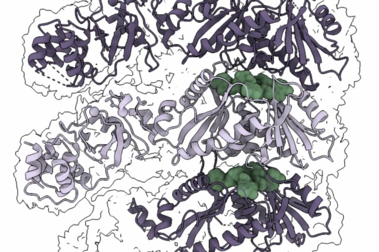 Filament structure found to activate and regulate CRISPR-Cas ...