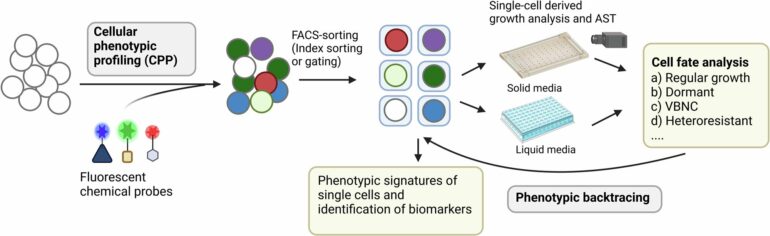 Fluorescence-activated cell sorting platform offers new way to ...