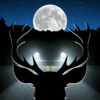 Full moon hazard: 50% rise in wildlife vehicle collisions during ...