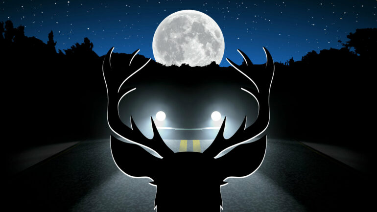 Full moon hazard: 50% rise in wildlife vehicle collisions during ...